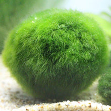 Load image into Gallery viewer, Green Algae Ball Aquarium Landscaping Decoration Real Water Grass Seed Plants Live Seaweed Ball Lazy Algae Ball
