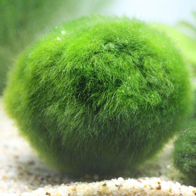 Green Algae Ball Aquarium Landscaping Decoration Real Water Grass Seed Plants Live Seaweed Ball Lazy Algae Ball